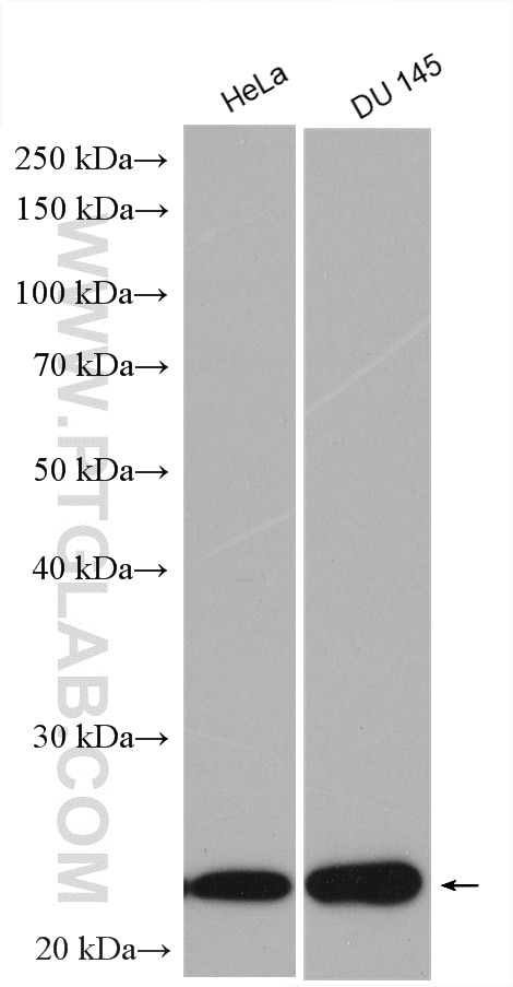 Western Blot (WB) analysis of various lysates using IL-18 Polyclonal antibody (10663-1-AP)