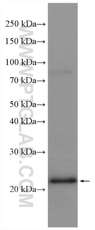 Western Blot (WB) analysis of NIH/3T3 cells using IL-18 Polyclonal antibody (10663-1-AP)