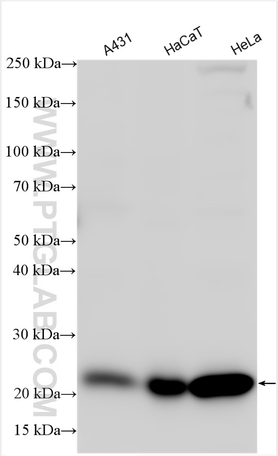 Western Blot (WB) analysis of various lysates using IL-18 Polyclonal antibody (10663-1-AP)