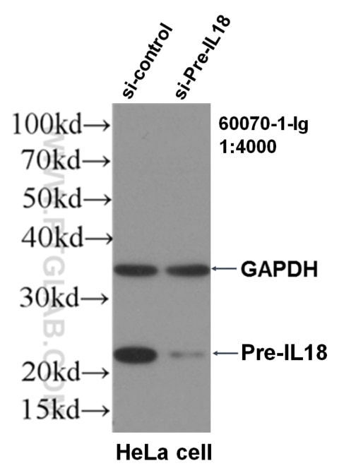 Western Blot (WB) analysis of HeLa cells using IL-18 Monoclonal antibody (60070-1-Ig)