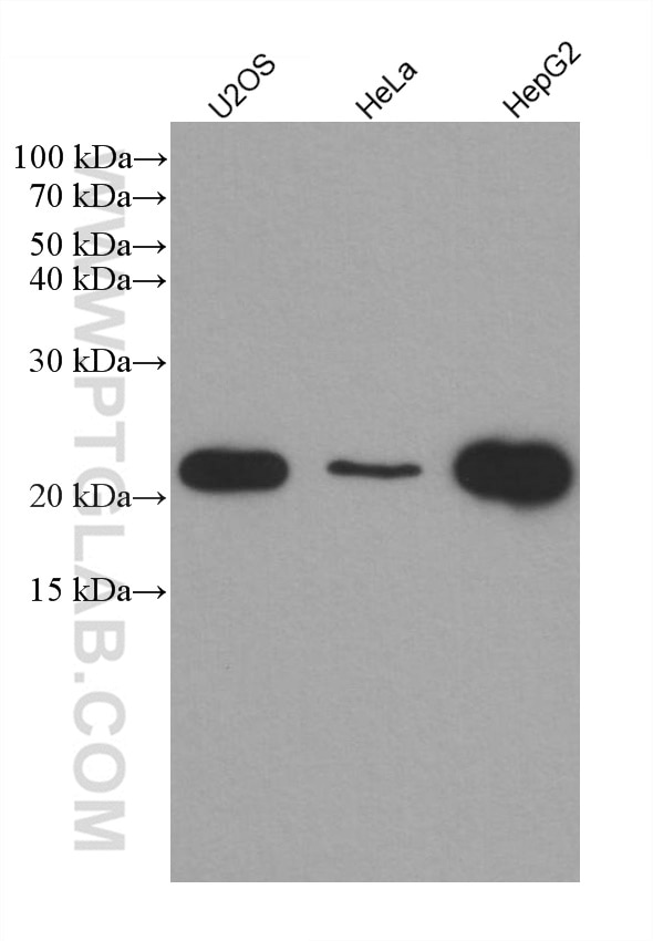 Western Blot (WB) analysis of various lysates using IL-18 Monoclonal antibody (60070-1-Ig)