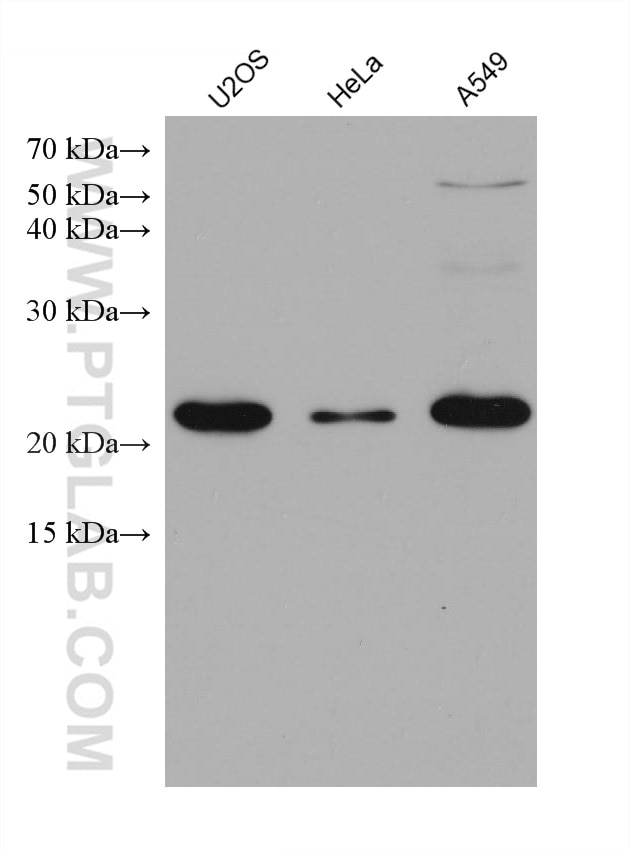 Western Blot (WB) analysis of various lysates using IL-18 Monoclonal antibody (60070-1-Ig)