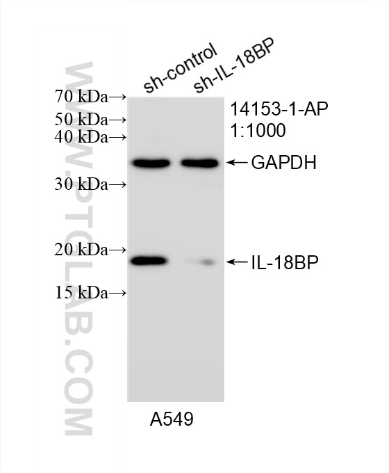 Western Blot (WB) analysis of A549 cells using IL-18BP Polyclonal antibody (14153-1-AP)