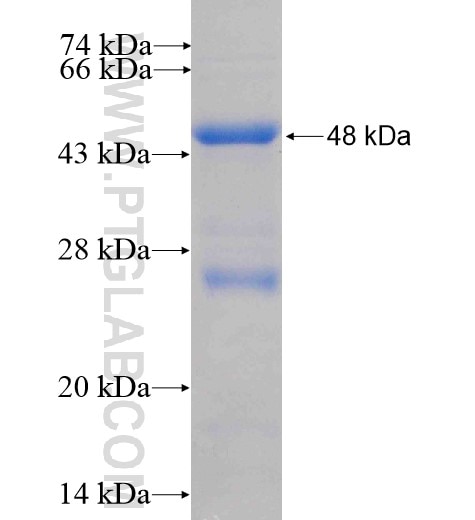 IL-18BP fusion protein Ag5335 SDS-PAGE