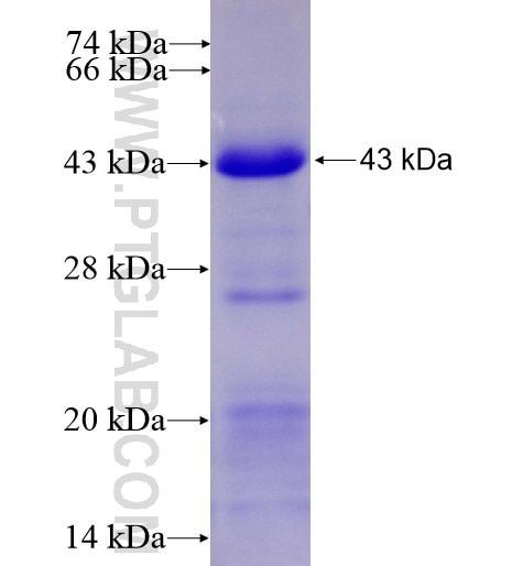 IL-18R1 fusion protein Ag12531 SDS-PAGE
