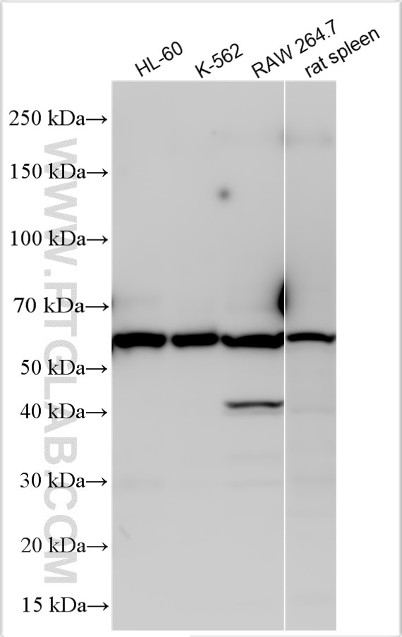 Western Blot (WB) analysis of various lysates using IL18RAP Polyclonal antibody (30587-1-AP)