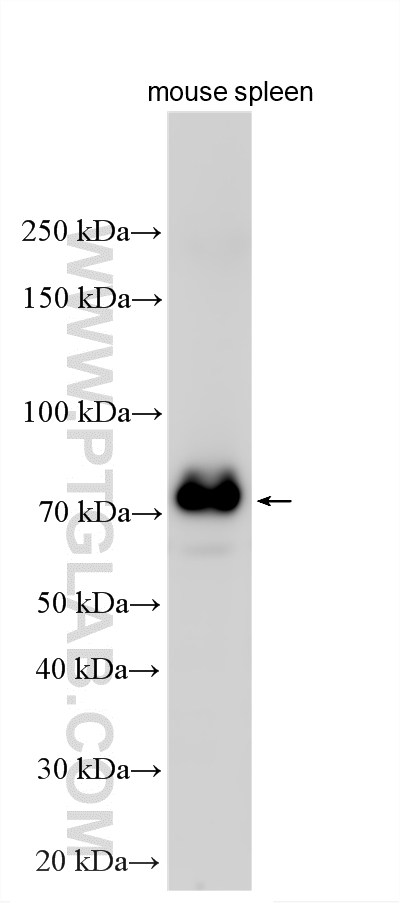 Western Blot (WB) analysis of various lysates using IL18RAP Polyclonal antibody (30587-1-AP)