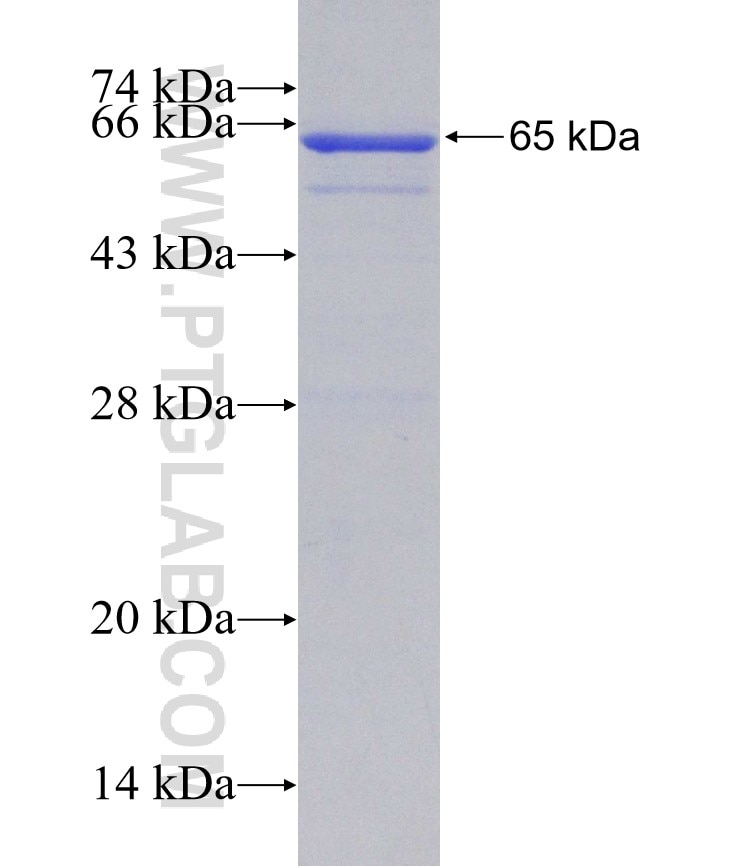 IL-18RAP fusion protein Ag30327 SDS-PAGE