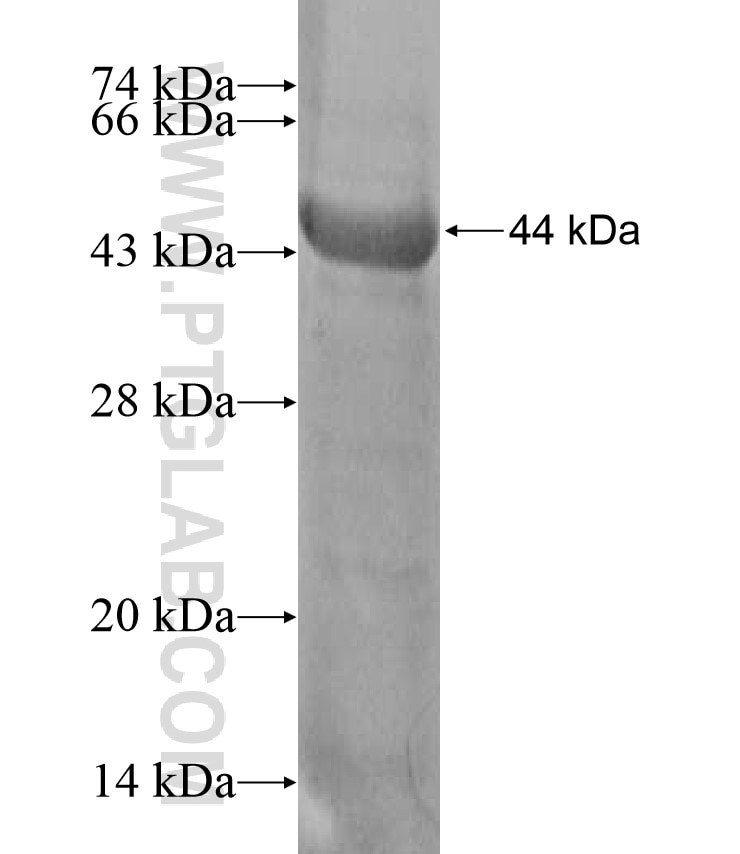 IL-18RAP fusion protein Ag17105 SDS-PAGE