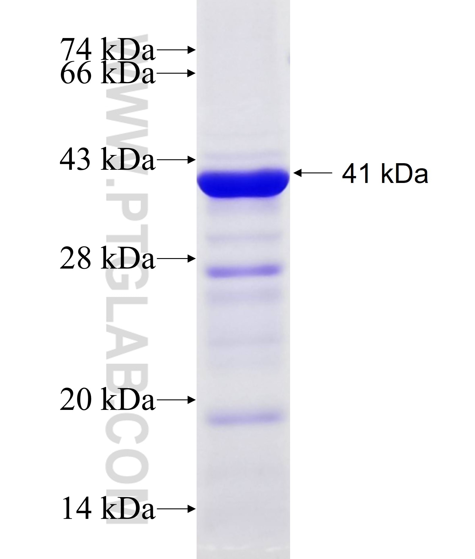 IL-18RAP fusion protein Ag17105 SDS-PAGE