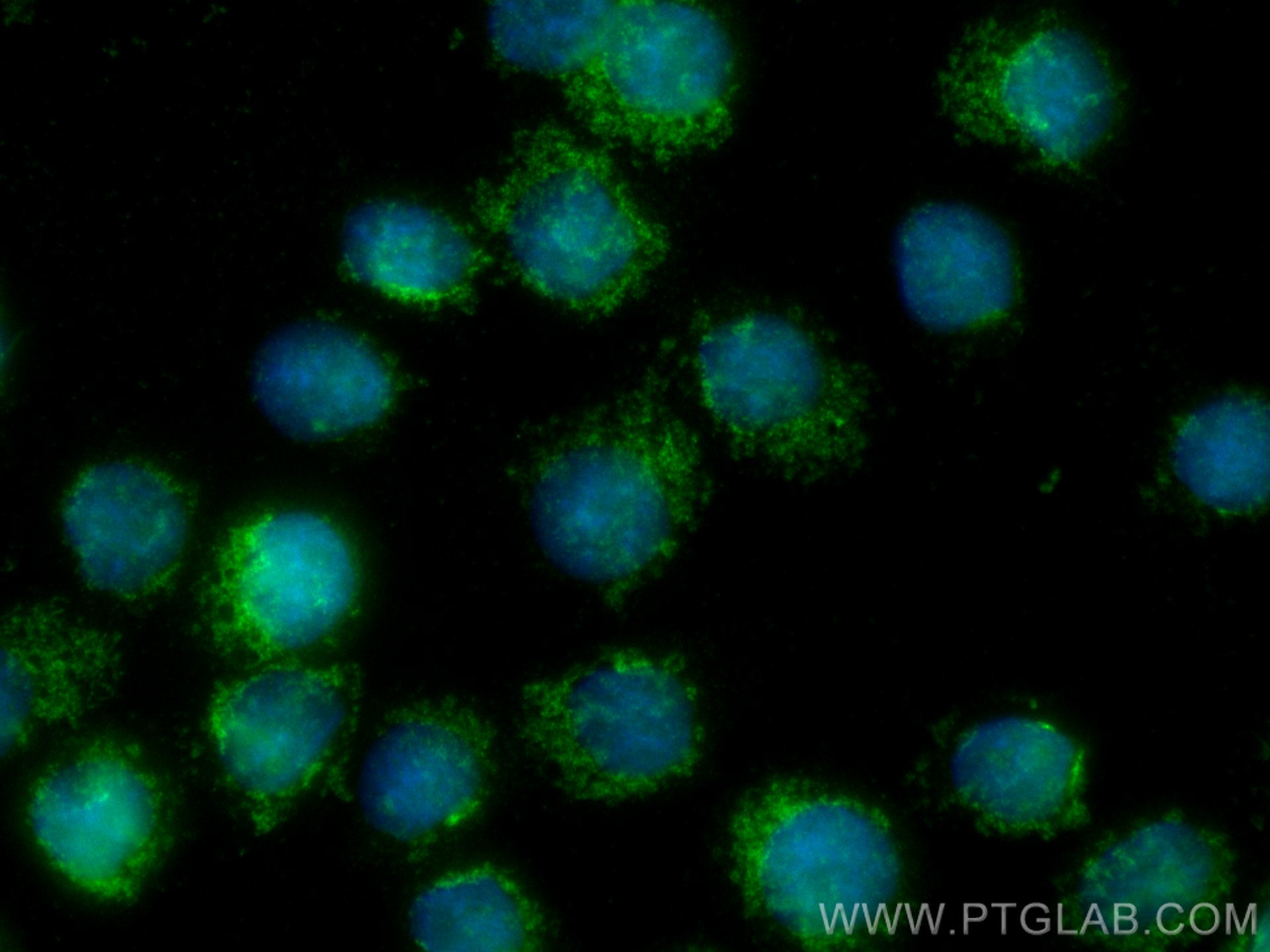 Immunofluorescence (IF) / fluorescent staining of U-937 cells using IL-19 Monoclonal antibody (60278-1-Ig)