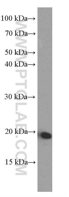 Western Blot (WB) analysis of Recombinant protein using IL-19 Monoclonal antibody (60278-1-Ig)
