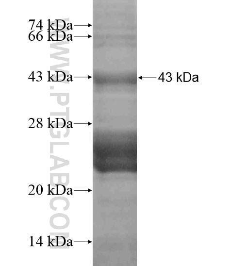 IL-19 fusion protein Ag18743 SDS-PAGE