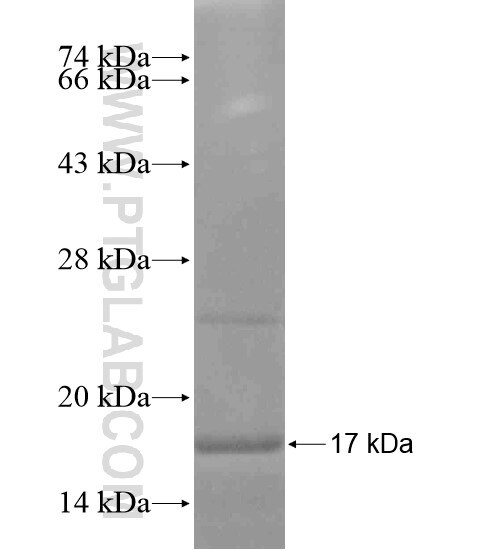 IL-19 fusion protein Ag18887 SDS-PAGE