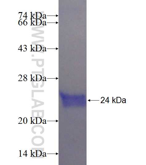 IL-19 fusion protein Ag21496 SDS-PAGE