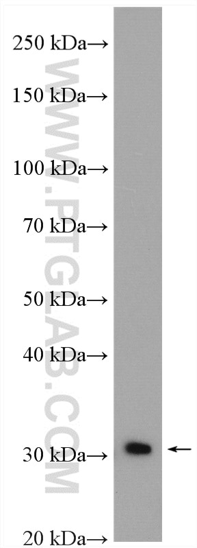 Western Blot (WB) analysis of mouse liver tissue using IL-1 Alpha Polyclonal antibody (16765-1-AP)