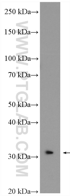 Western Blot (WB) analysis of mouse lung tissue using IL-1 Alpha Polyclonal antibody (16765-1-AP)