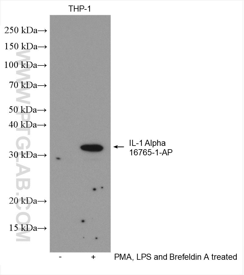 Western Blot (WB) analysis of various lysates using IL-1 Alpha Polyclonal antibody (16765-1-AP)