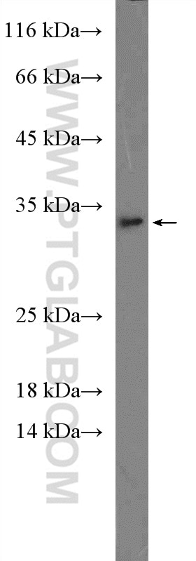 IL-1 Alpha Polyclonal antibody