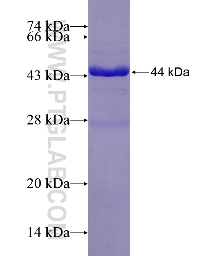 IL-1A fusion protein Ag29587 SDS-PAGE