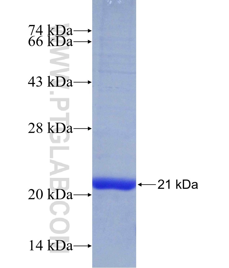 IL-1A fusion protein Ag29597 SDS-PAGE