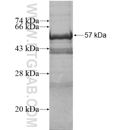 IL-1 alpha  fusion protein Ag10339 SDS-PAGE