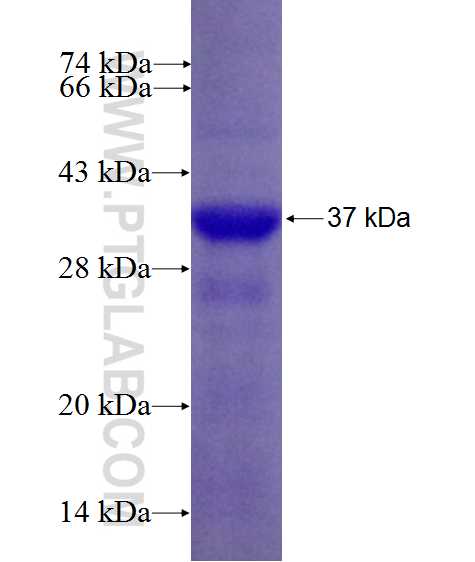 IL-1 alpha  fusion protein Ag10467 SDS-PAGE