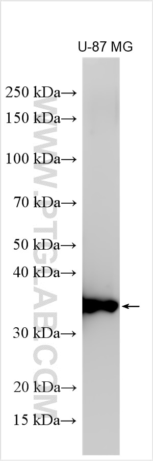 Western Blot (WB) analysis of U-87 MG cells using IL-1 beta Polyclonal antibody (30234-1-AP)