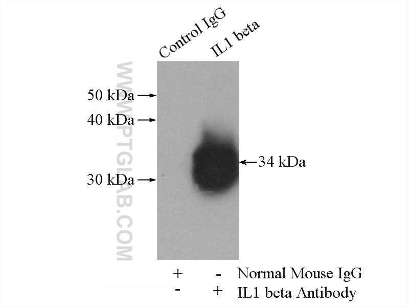 Immunoprecipitation (IP) experiment of RAW 264.7 cells using IL-1 Beta Monoclonal antibody (60136-1-Ig)