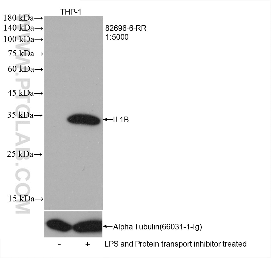 Western Blot (WB) analysis of THP-1 cells using IL-1 Beta Recombinant antibody (82696-6-RR)