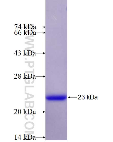 IL-1B fusion protein Ag26030 SDS-PAGE