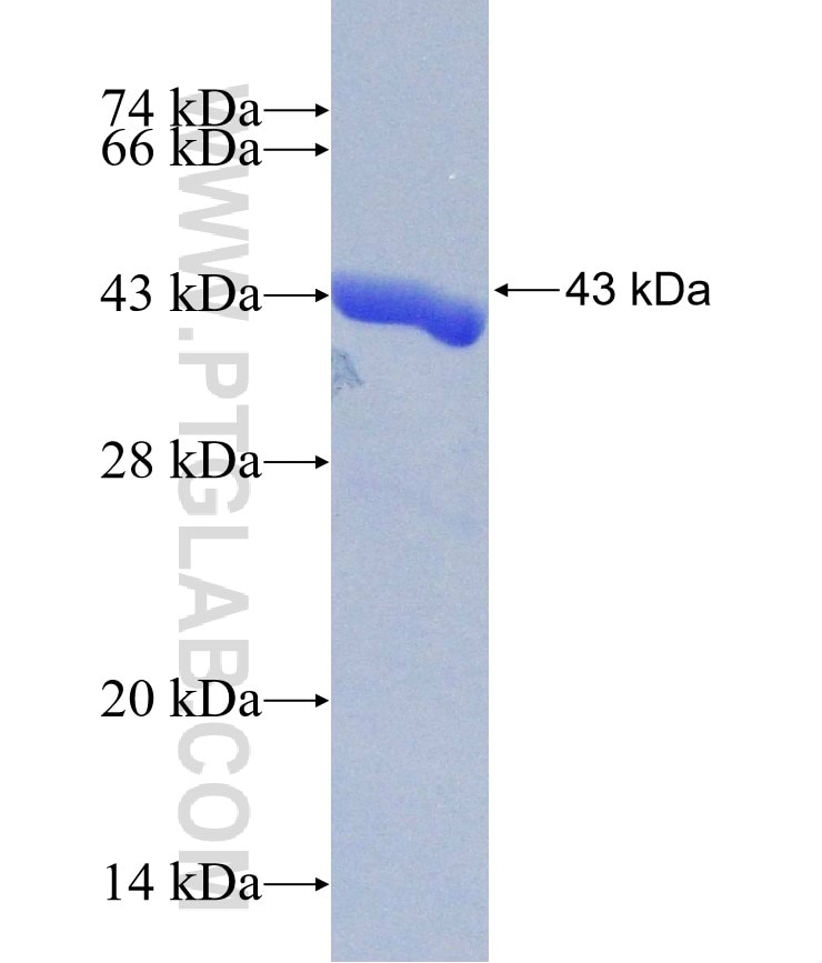 IL-1B fusion protein Ag30574 SDS-PAGE