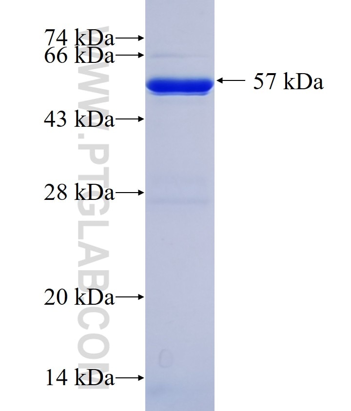 IL-1 beta fusion protein Ag10295 SDS-PAGE