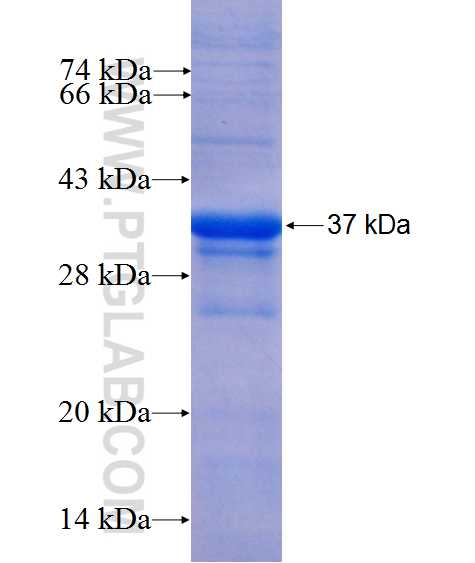 IL-1 beta fusion protein Ag10466 SDS-PAGE