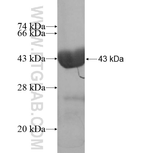 IL-1F10 fusion protein Ag16154 SDS-PAGE