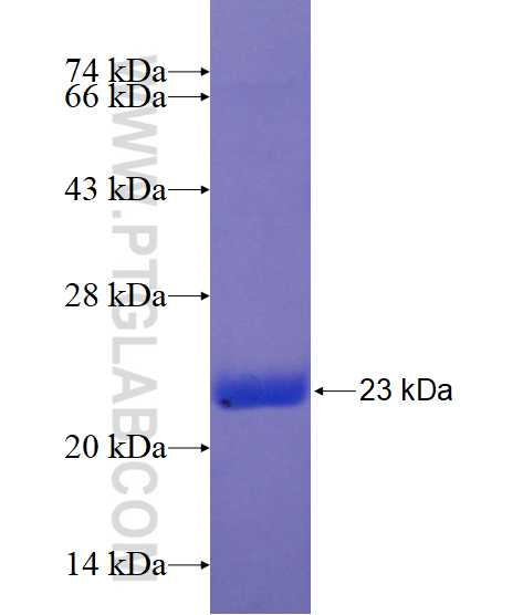 IL-1F10 fusion protein Ag17250 SDS-PAGE