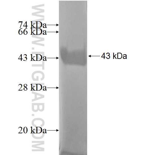 IL-1F5 fusion protein Ag3780 SDS-PAGE
