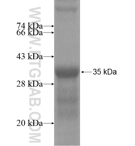IL-1F6 fusion protein Ag15666 SDS-PAGE
