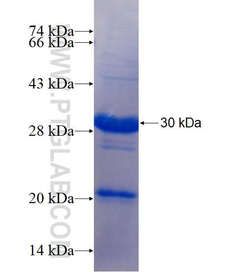 IL-1F7 fusion protein Ag16311 SDS-PAGE
