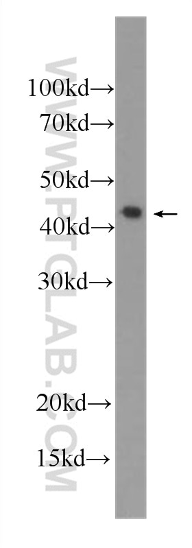 WB analysis of Recombinant protein using 60290-1-Ig