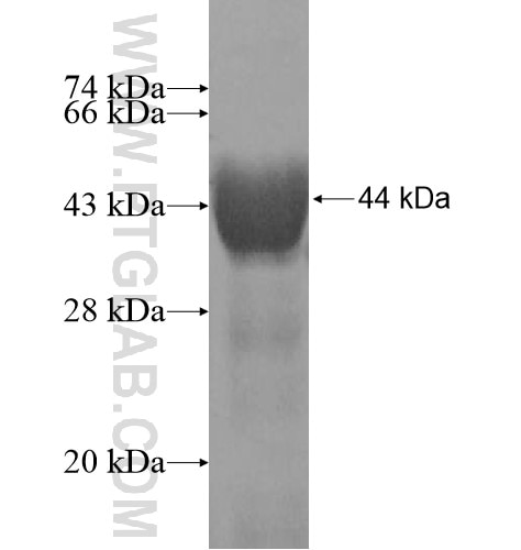 IL-1F8 fusion protein Ag12675 SDS-PAGE