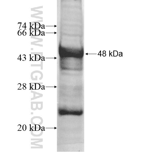 IL-1R1 fusion protein Ag12602 SDS-PAGE