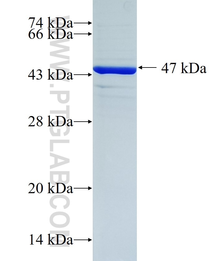 IL1RAP fusion protein Ag34121 SDS-PAGE