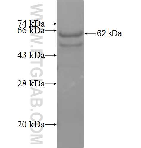 IL-1RAP fusion protein Ag6111 SDS-PAGE