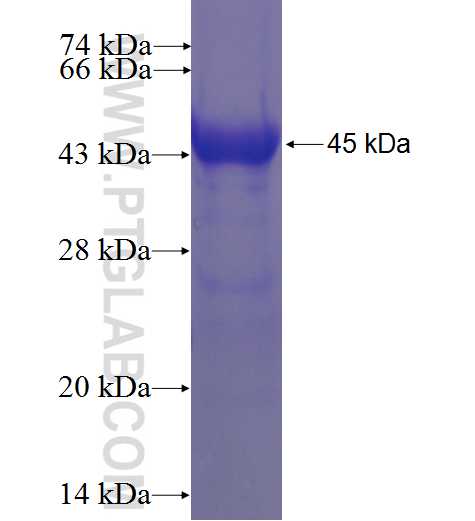 IL-1RAP fusion protein Ag6416 SDS-PAGE