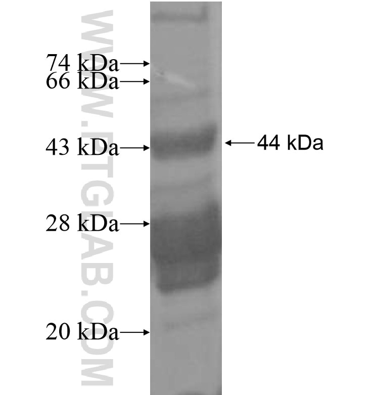 IL-1RAPL1 fusion protein Ag16252 SDS-PAGE