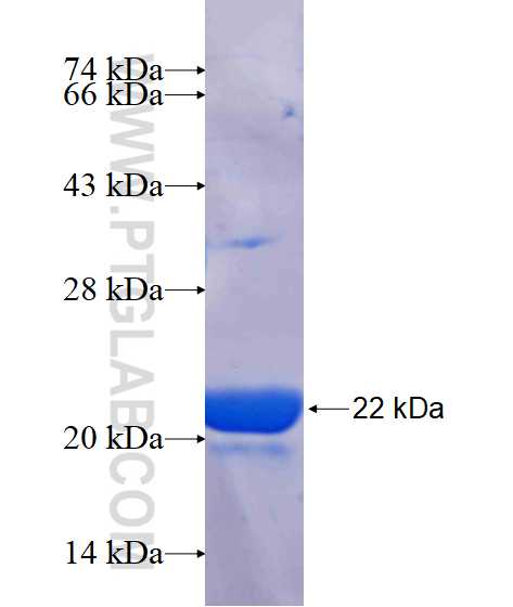 IL-1RAPL1 fusion protein Ag17716 SDS-PAGE