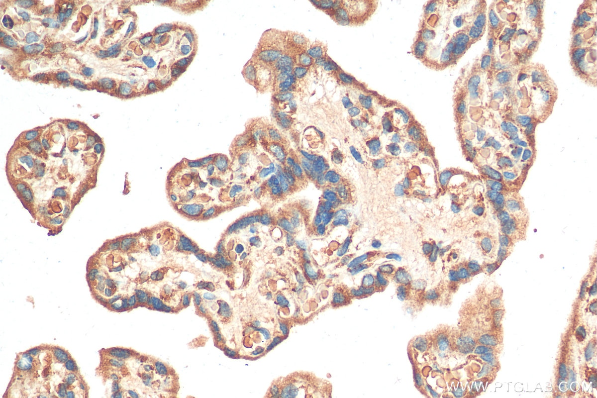 IHC staining of human placenta using 11920-1-AP