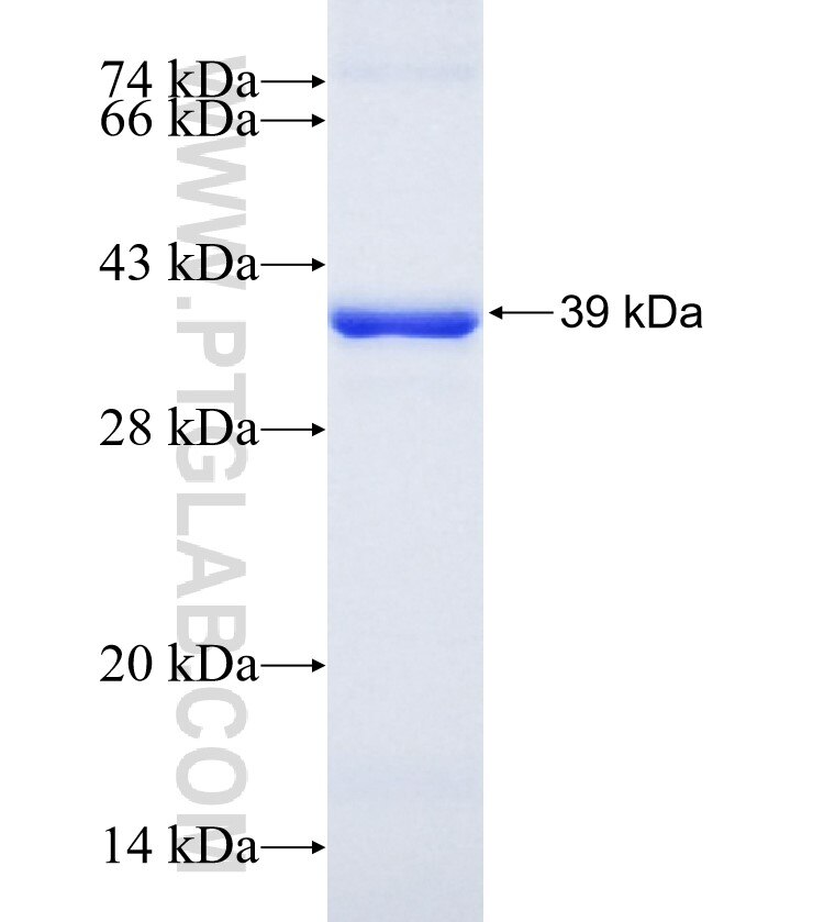 IL-1RL1 fusion protein Ag16656 SDS-PAGE