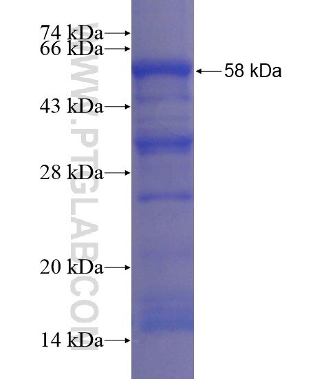 IL-1RL2 fusion protein Ag21974 SDS-PAGE